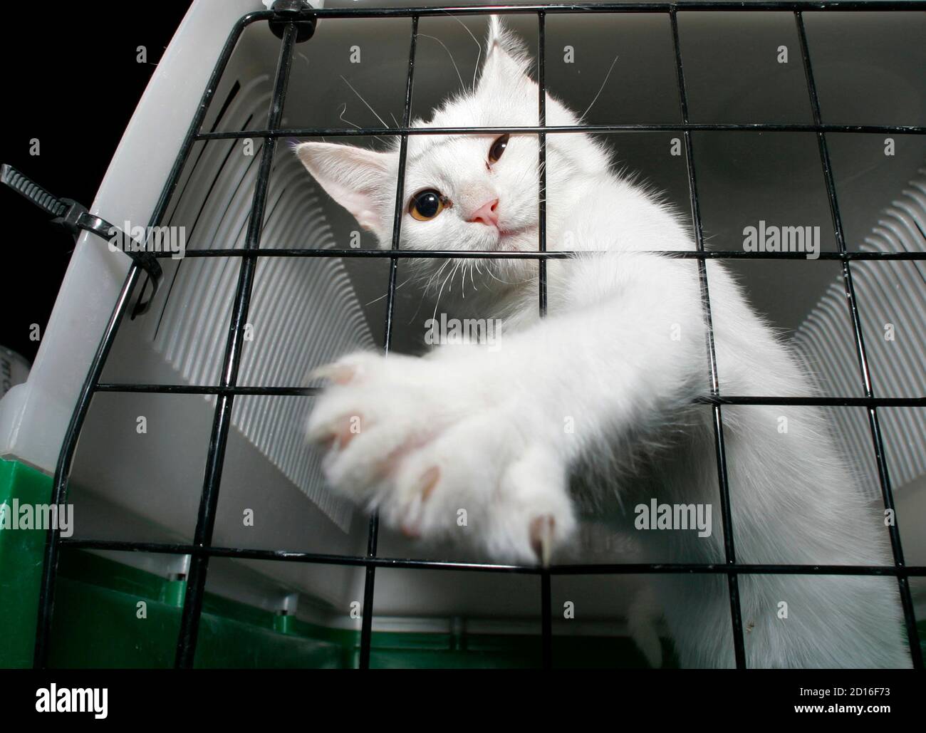 A cat reaches out from its crate after arriving from Lebanon by cargo jet at McCarran International Airport in Las Vegas September 26, 2006. About 300 dogs and cats, displaced by the recent war between Israel and Hezbollah militants, are enroute to the Best Friends Animal Sanctuary near Kanab, Utah. The rescue program was organized by the Best Friends Animal Society after Lebanon's only humane society, Beirut for the Ethical Treatment of Animals (BETA), was overwhelmed with displaced pets, organizers said. REUTERS/Steve Marcus (UNITED STATES) Stock Photo