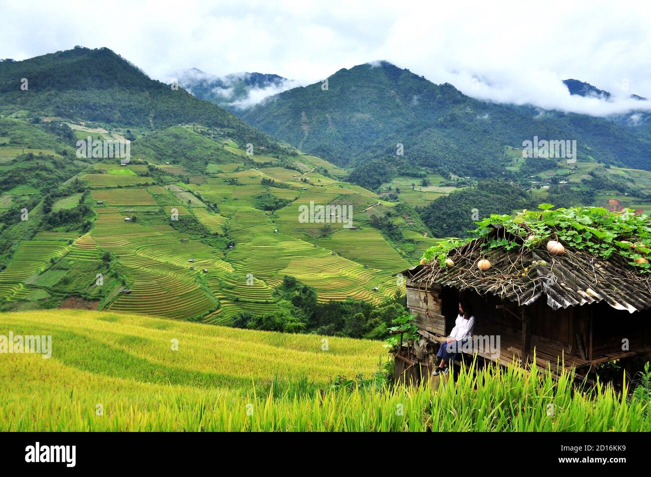 rice terraces MuCangChai, Yen Bai, Vietnam - the season of ripe rice - the wonders of the farmers Stock Photo