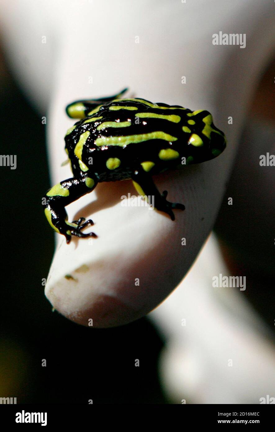 Corroboree frogs hires stock photography and images Alamy