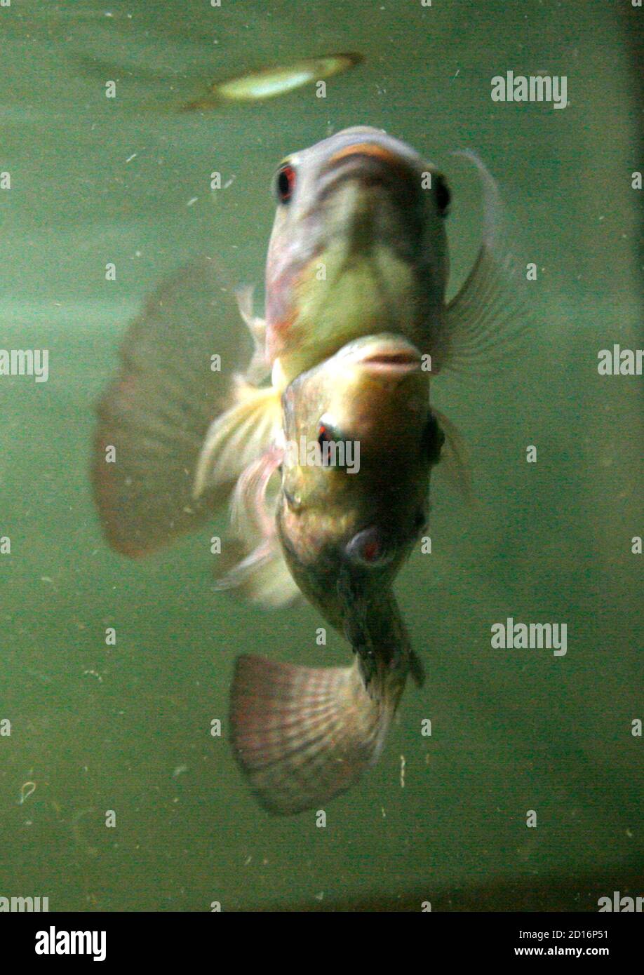Two Conjoined Nile Tilapia Fish Dubbed Siamese Twin Swim In A Small Aquarium In Bangkok October 3 08 They Are Both Eight Months Old And Share Part Of The Skin Together The Two Conjoined Nile Tilapia Fish Dubbed Siamese Twin Swim In A Small Aquarium In Bangkok October 3 08 They Are Both Eight Months Old And Share Part Of The Skin Together The