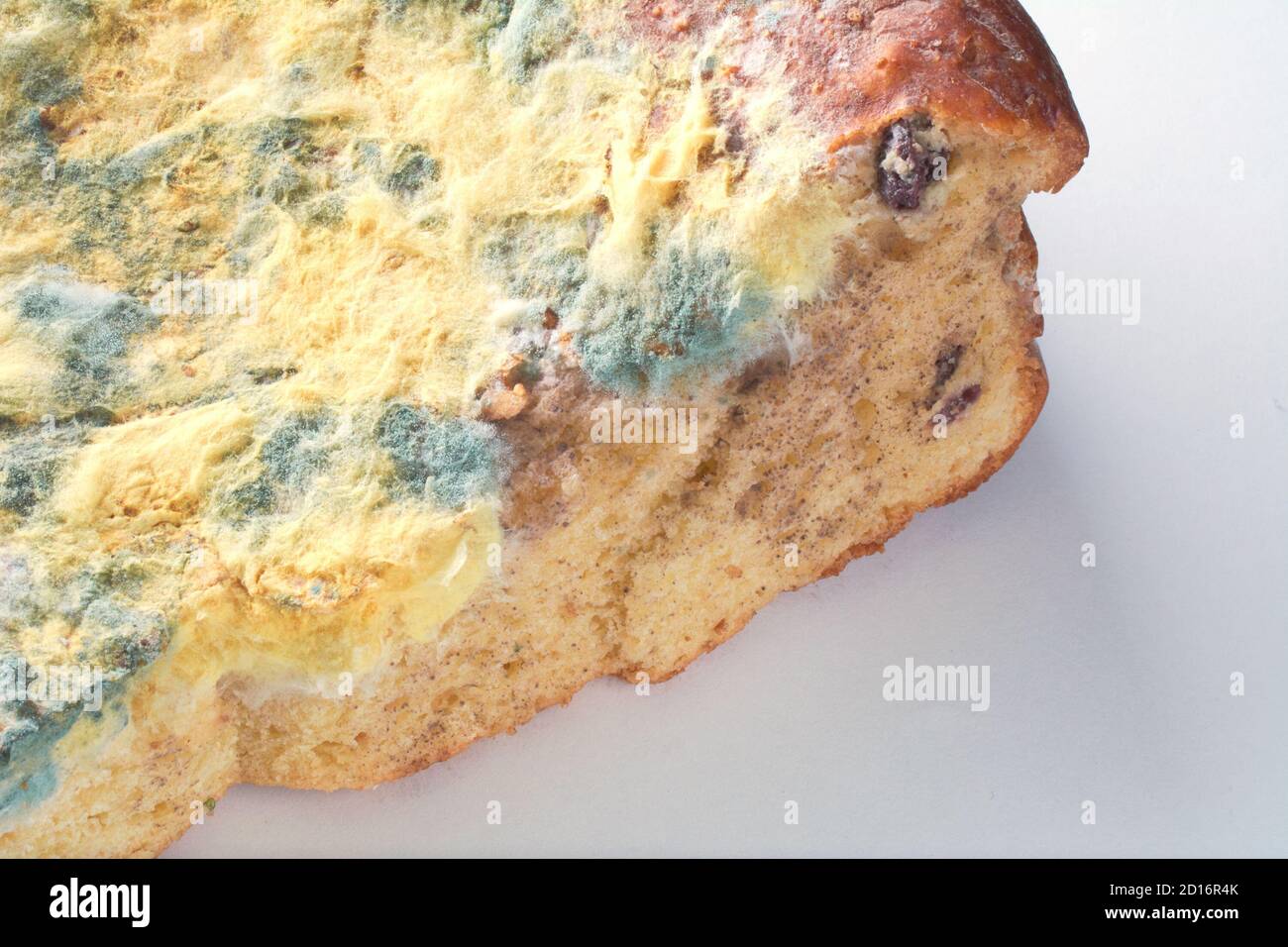 Mold fungus on pie. Moldy pie closeup. Fungi on bread. Food with mildew