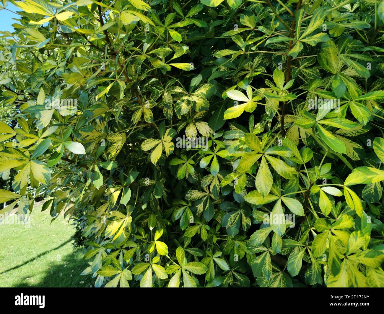 Foliage Dwarf umbrella tree texture Stock Photo
