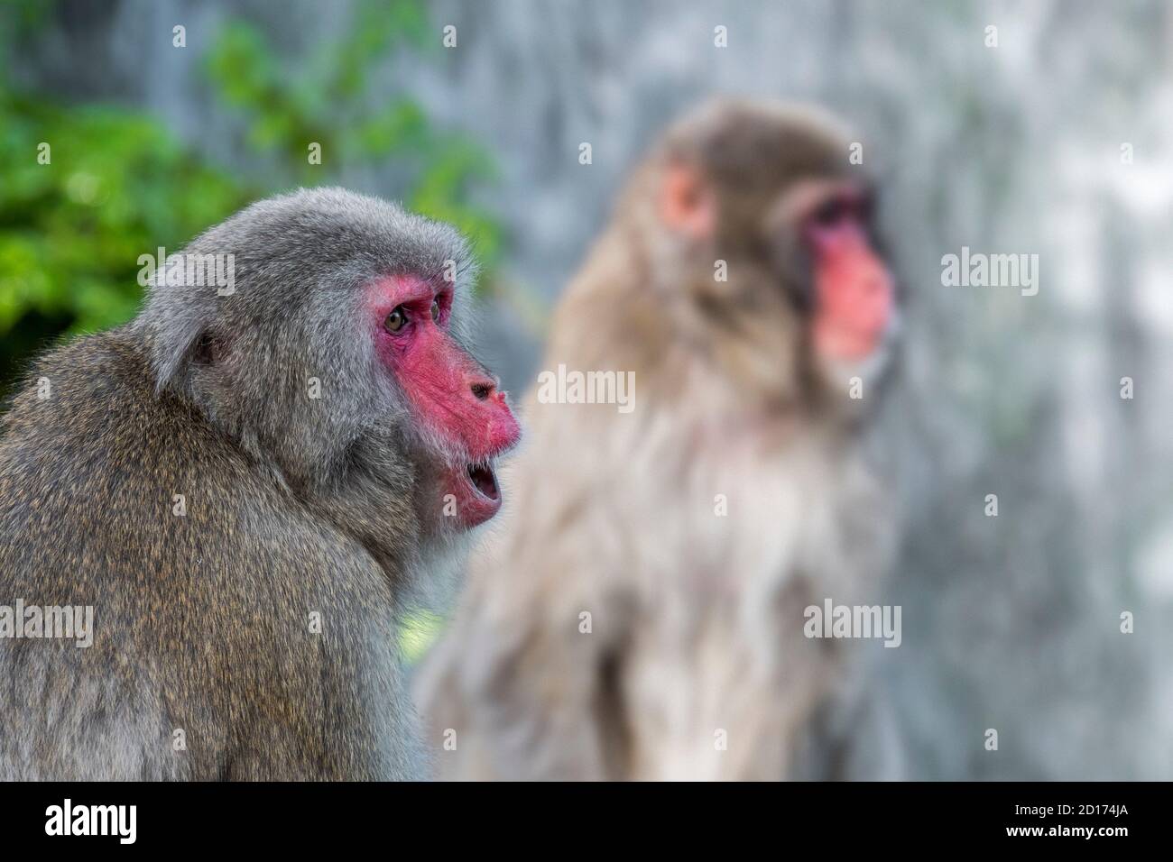 Two Japanese macaques / snow monkeys (Macaca fuscata) close-up portrait of macaque calling, native to Japan Stock Photo