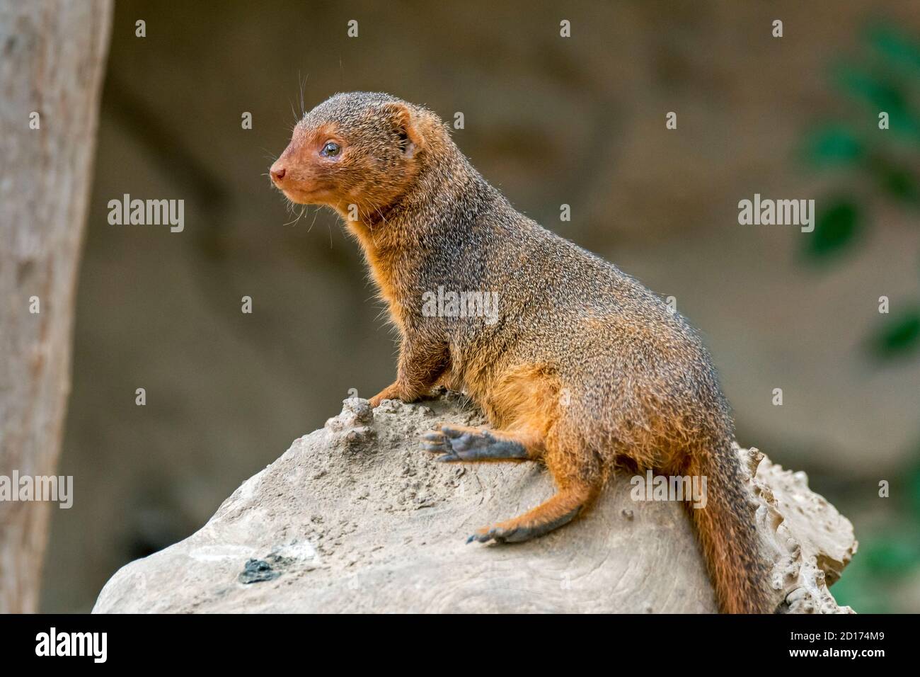 Captive common dwarf mongoose (Helogale parvula) in zoo, native to East and southern Central Africa Stock Photo
