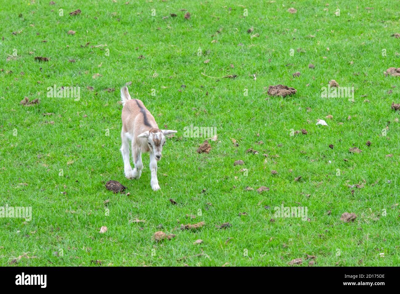 Close Up Of A Young Goat Running On The Grass Stock Photo