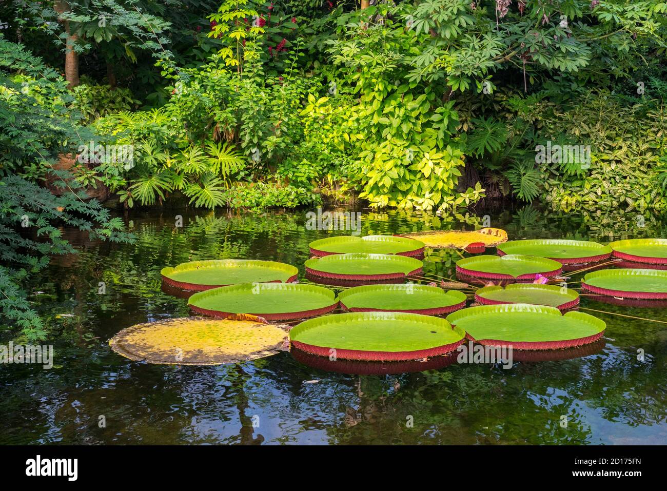Floating leaves of the giant water lily (Victoria amazonica / Nymphaea victoria / Victoria regia), largest waterlily in the world Stock Photo