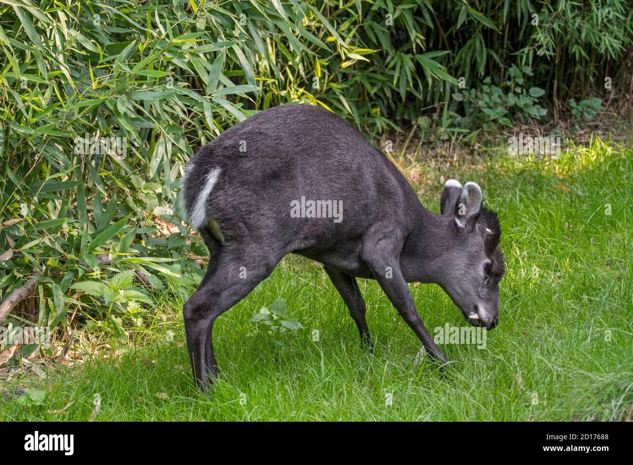 Tufted deer (Elaphodus cephalophus) male showing tusks, fang-like canines,  native to China Stock Photo - Alamy