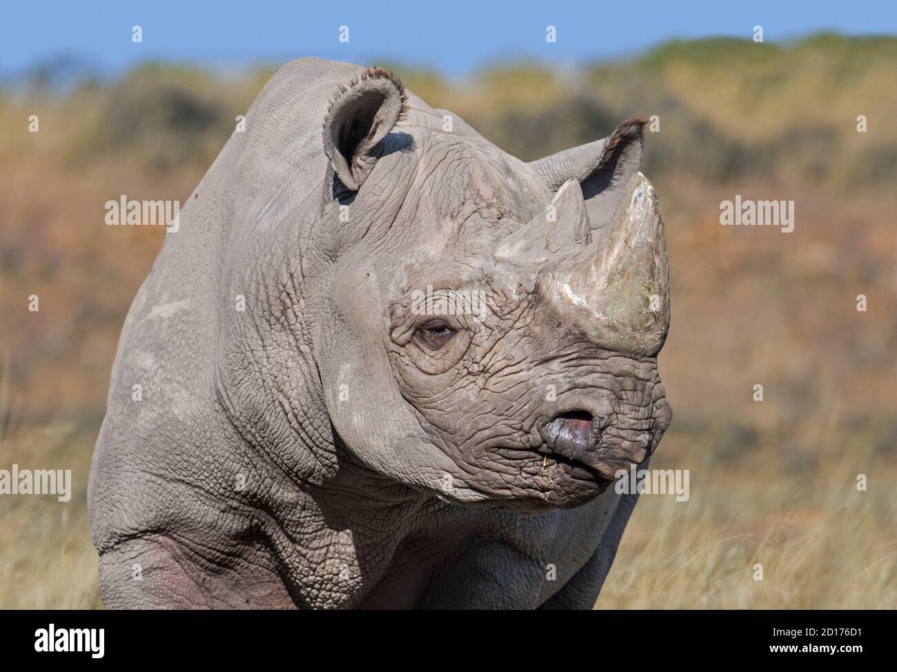 Eastern black rhinoceros / East African black rhinoceros / eastern hook-lipped rhinoceros (Diceros bicornis michaeli) Stock Photo