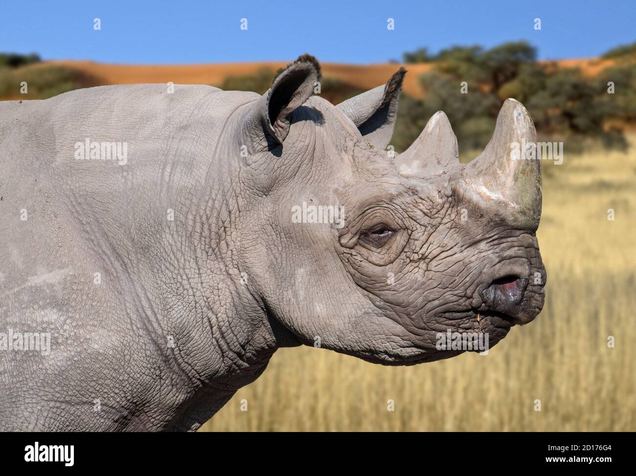 Eastern black rhinoceros / East African black rhinoceros / eastern hook-lipped rhinoceros (Diceros bicornis michaeli) Stock Photo