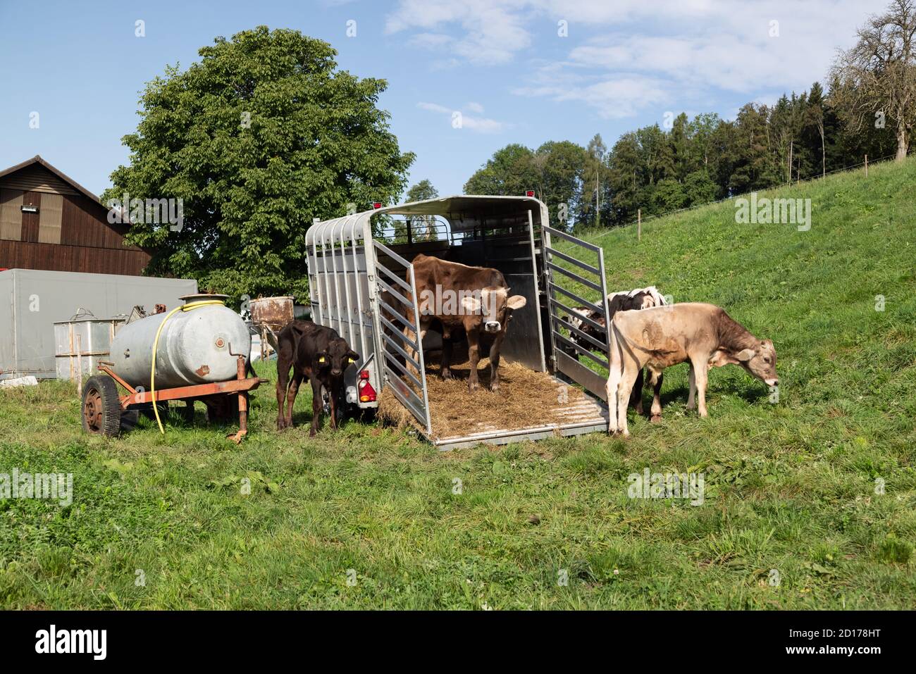 open cattle transporter on a green field with black and brown cows on the field and loading ramp, water trough on a trailer left in the picture, by da Stock Photo