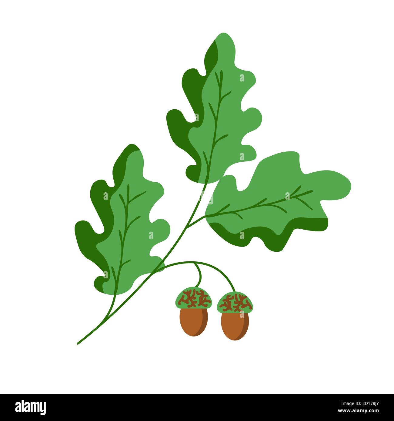 Oak branch vector plant illustration Stock Vector Image & Art - Alamy