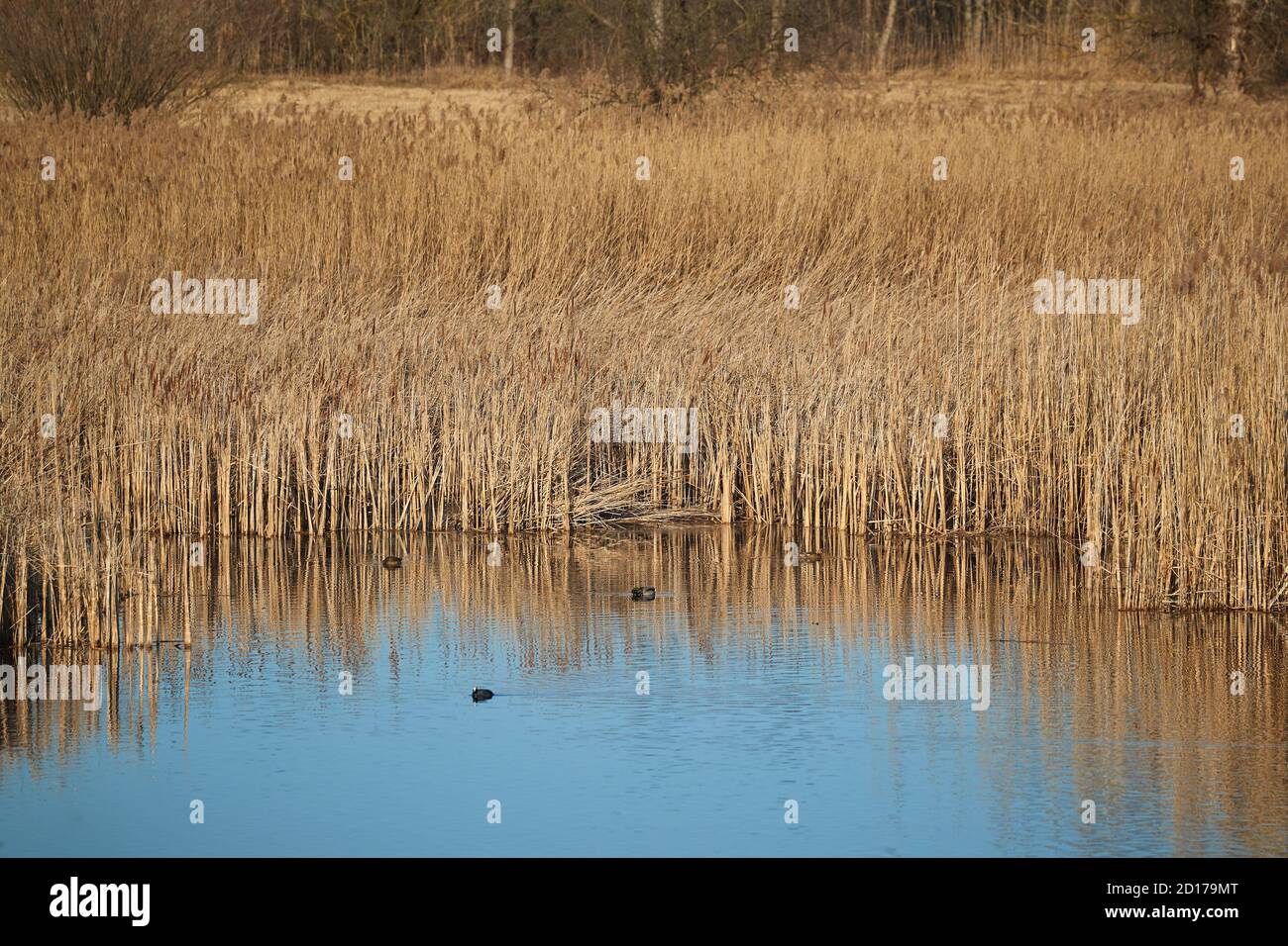 Swamp with plants growing Stock Photo - Alamy
