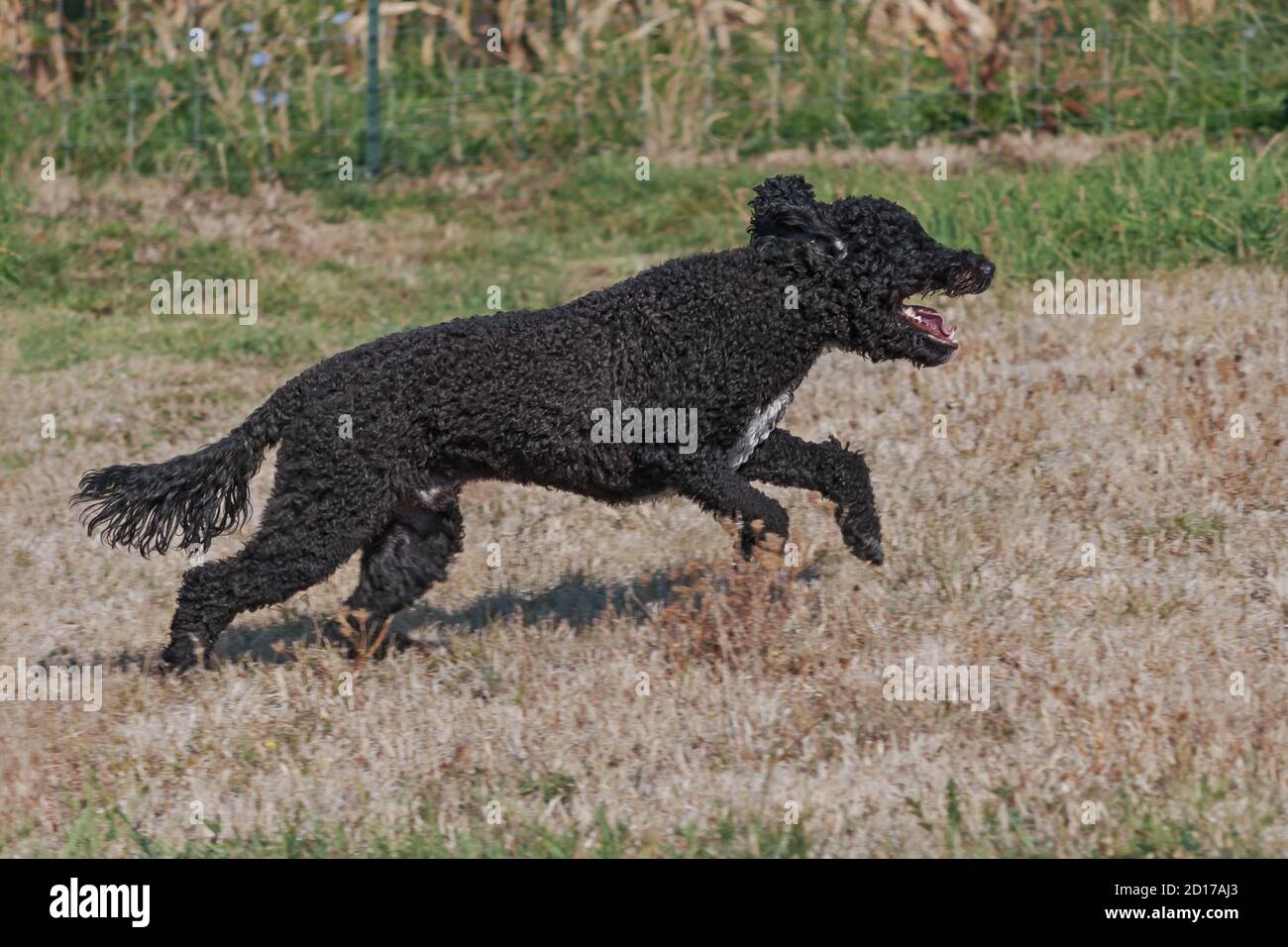 a young black portuguese water dog running joyfully in a pasture groomed in a puppy cut on a blurred background Stock Photo