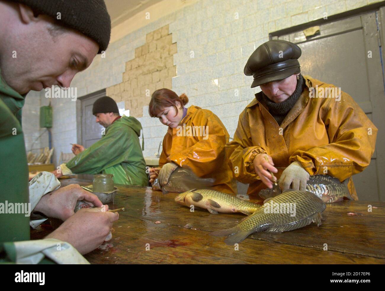 Workers remove hypophysis glands from carps in a state fish farm in the village of Aziorny, some 50 km (31 miles) east of Minsk, March 13, 2007. The gland is used to stimulate the excretion of a hormone, which when injected into other carps speeds up spawning independent of weather conditions.    REUTERS/Vasily Fedosenko (BELARUS) Stock Photo