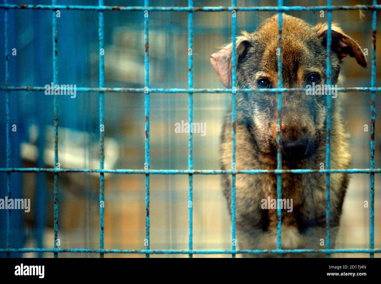 Romania Stray Dogs High Resolution Stock Photography And Images Alamy