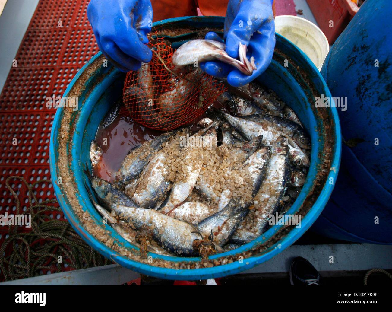 Herring fish bait hires stock photography and images Alamy