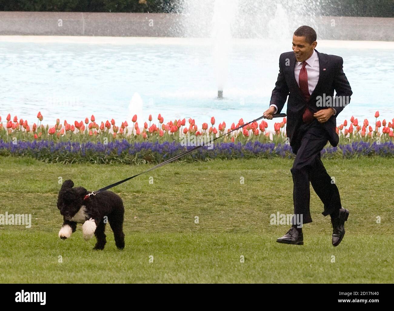 Bo dog obama hires stock photography and images Alamy
