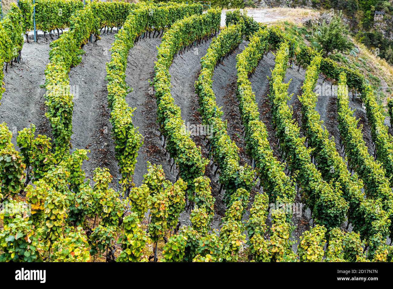 Visperterminen's highest vineyard of Europe Visp, Switzerland. Unique cultural landscape. In the highest vineyard in Europe thrive Heida, Johannisberg, Fendant, Resi, Pinto Noir, Dole and Dole Blanche. Stock Photo