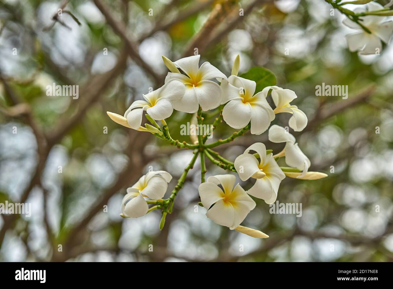 Beautiful leelawadee flowers in bloom on a tree in Thailand. Stock Photo