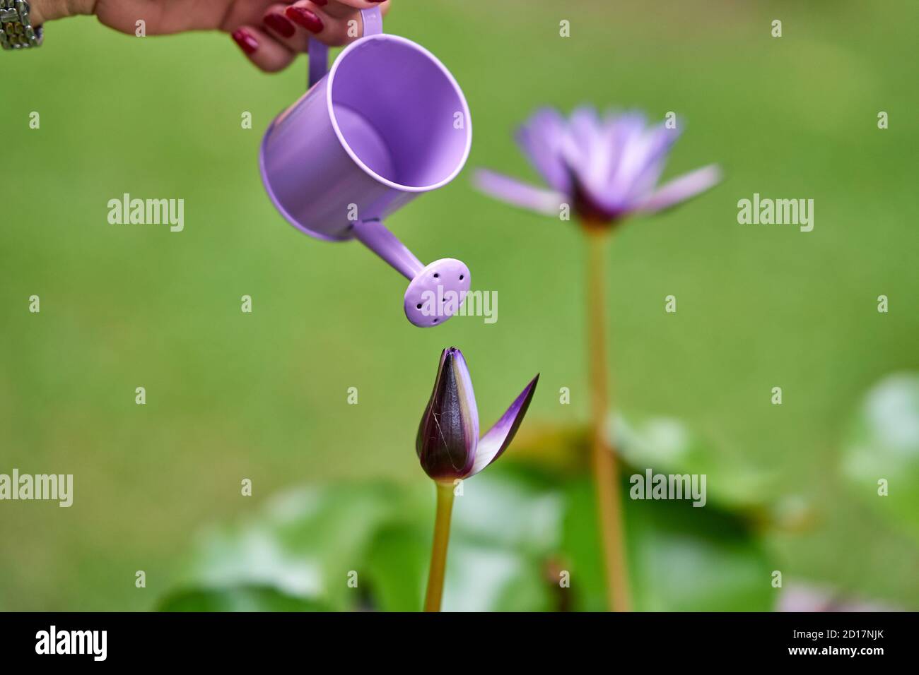 Miniature watering can and lotus flowers. Stock Photo