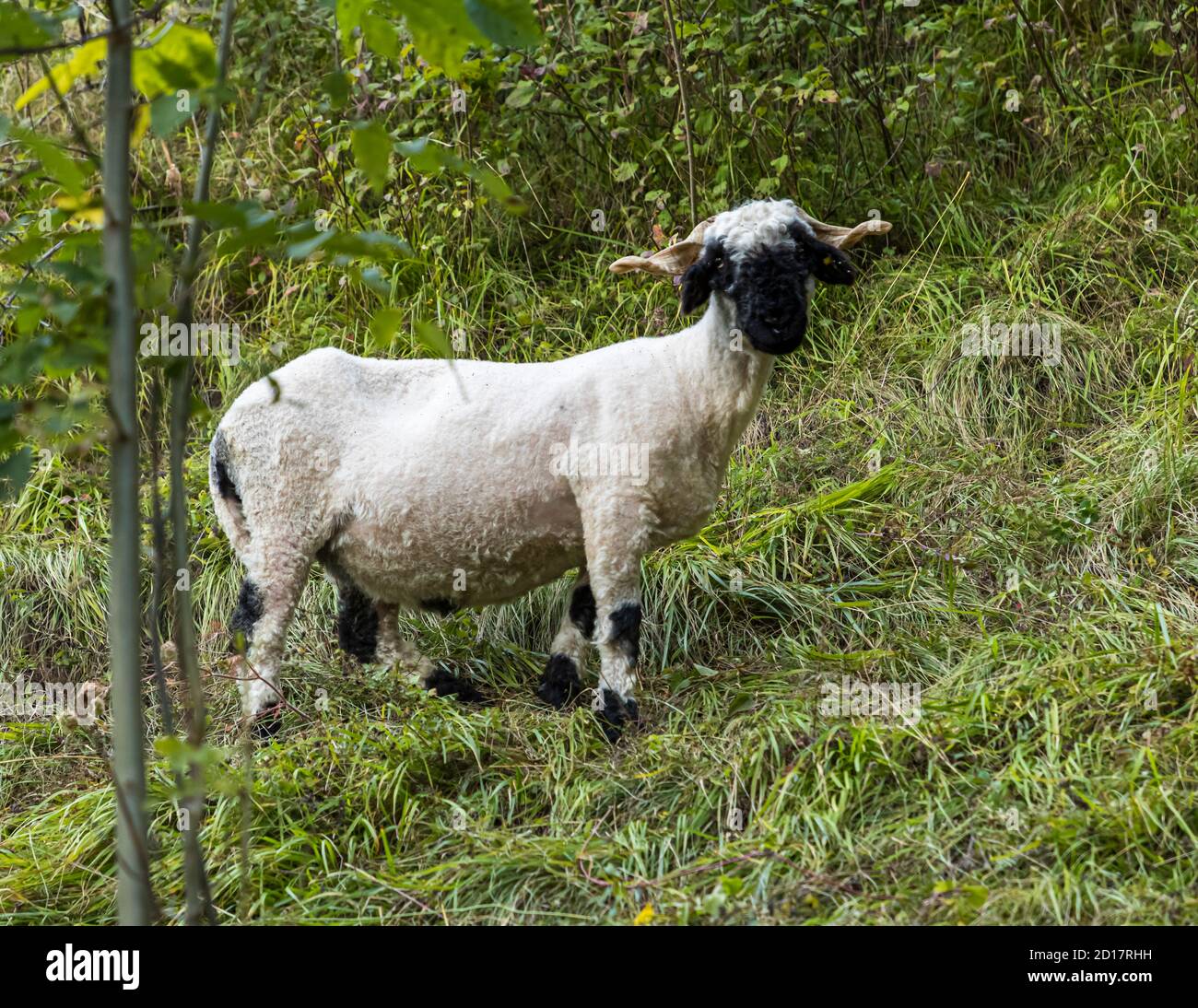 Valais black nose sheep in Albinen in Valais, Switzerland Stock Photo
