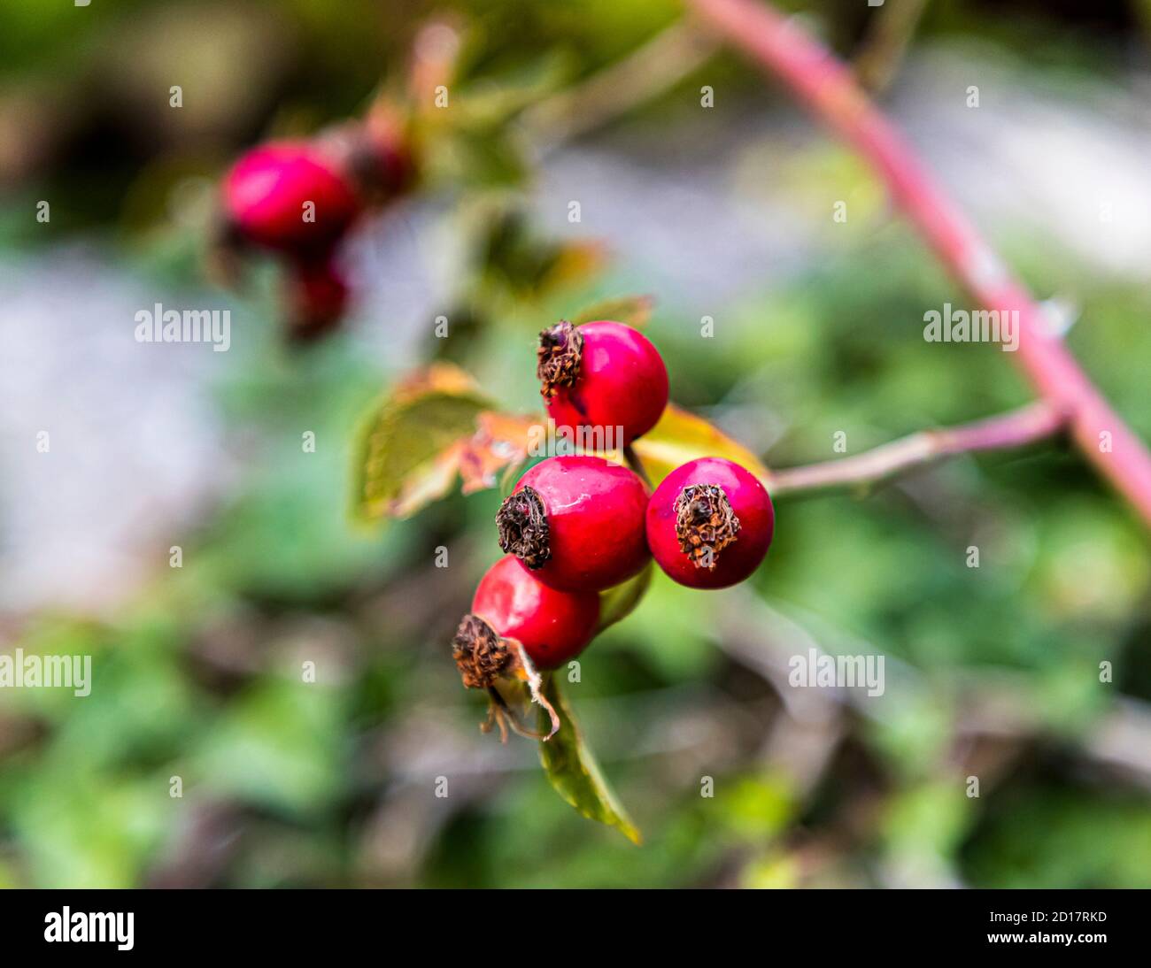 Rose hips at Albinen in Valais, Switzerland Stock Photo