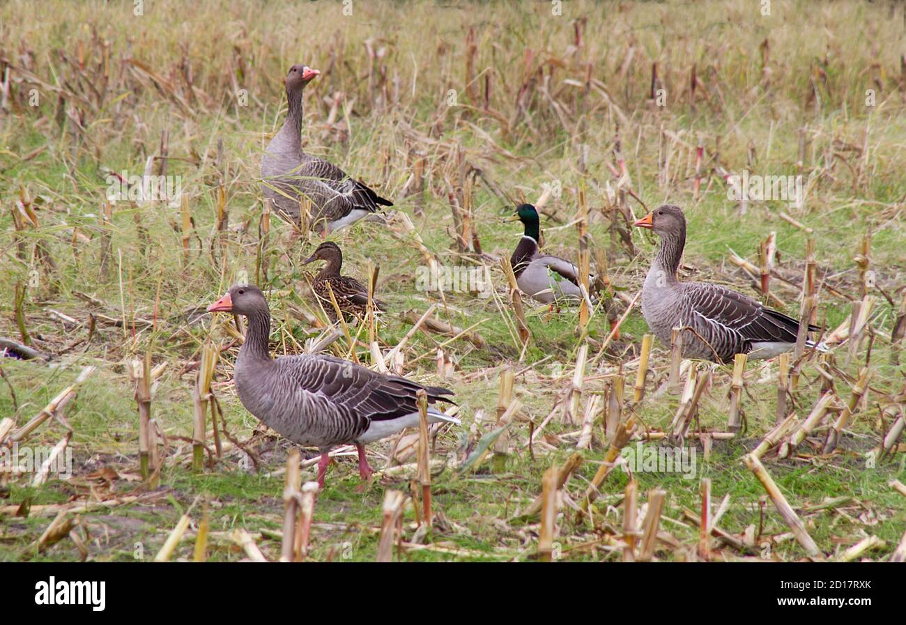Greylag geese and Mallards on a maize stubble field Stock Photo