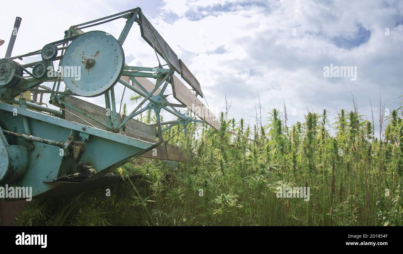 Hemp combine harvester collecting Cannabis for Cbd Cannabidiol used in many health benefits