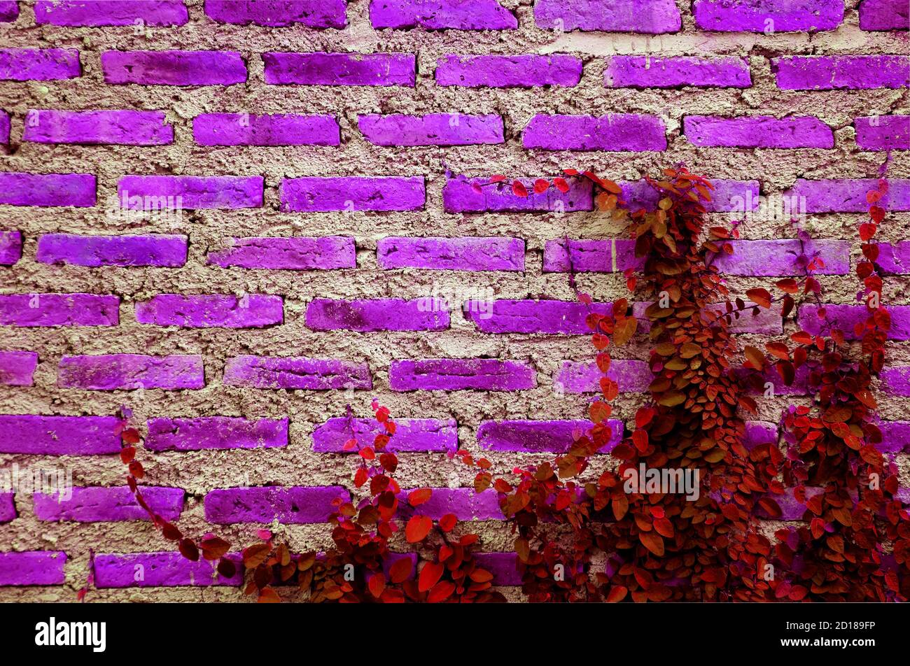 Surreal pop art purple pink and red colored brick wall with growing plant  Stock Photo - Alamy