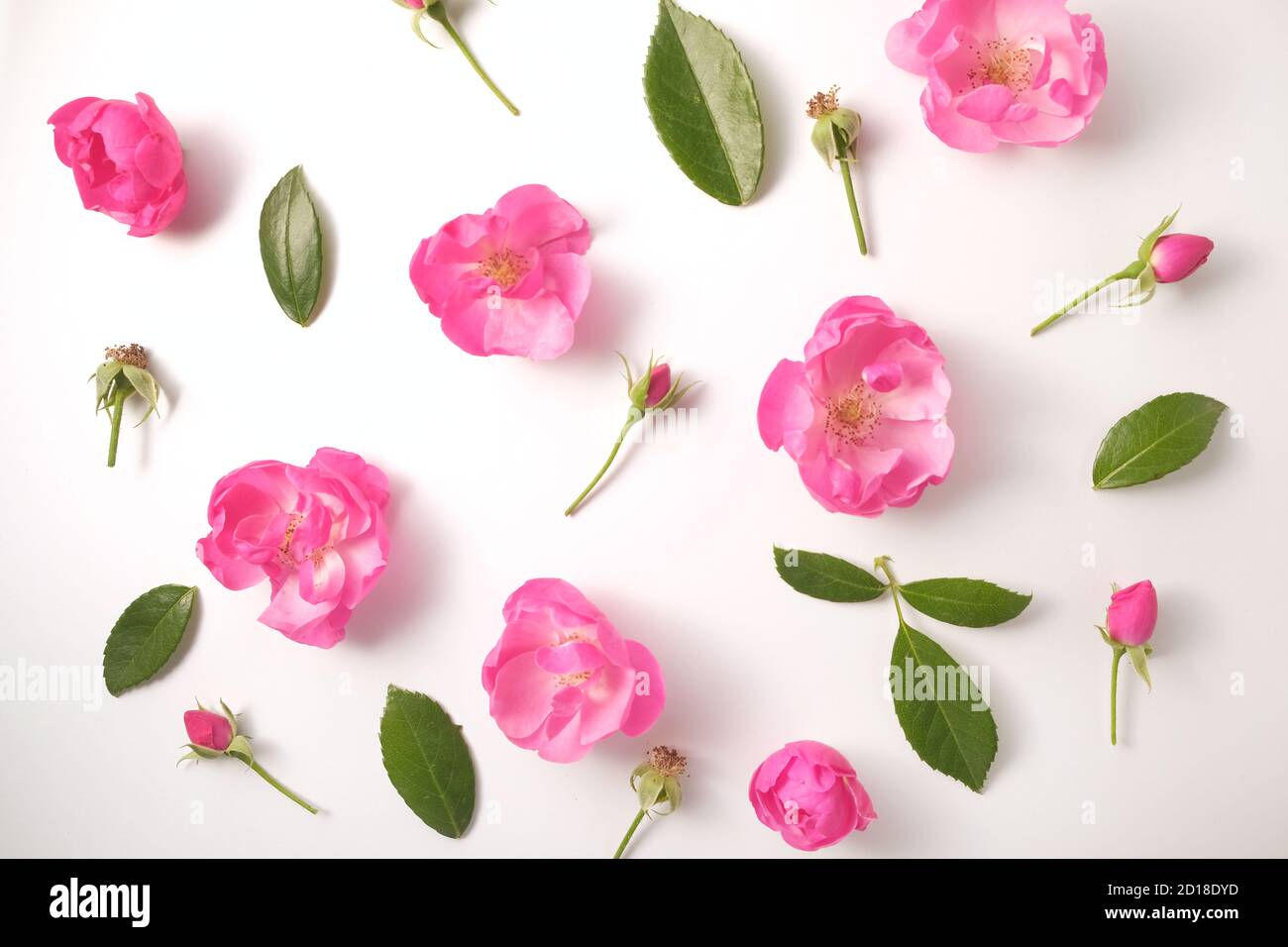 Floral pattern from heads and buds of roses and leaves on a white ...