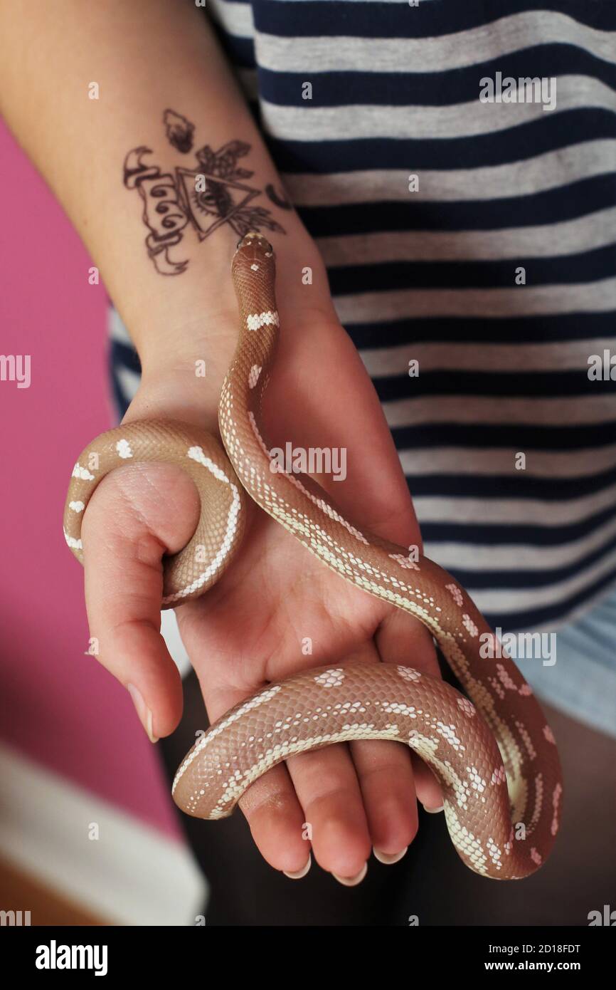 Close up of a hand holding a snake along an arm with an hand drawn illuminati tattoo. Stock Photo
