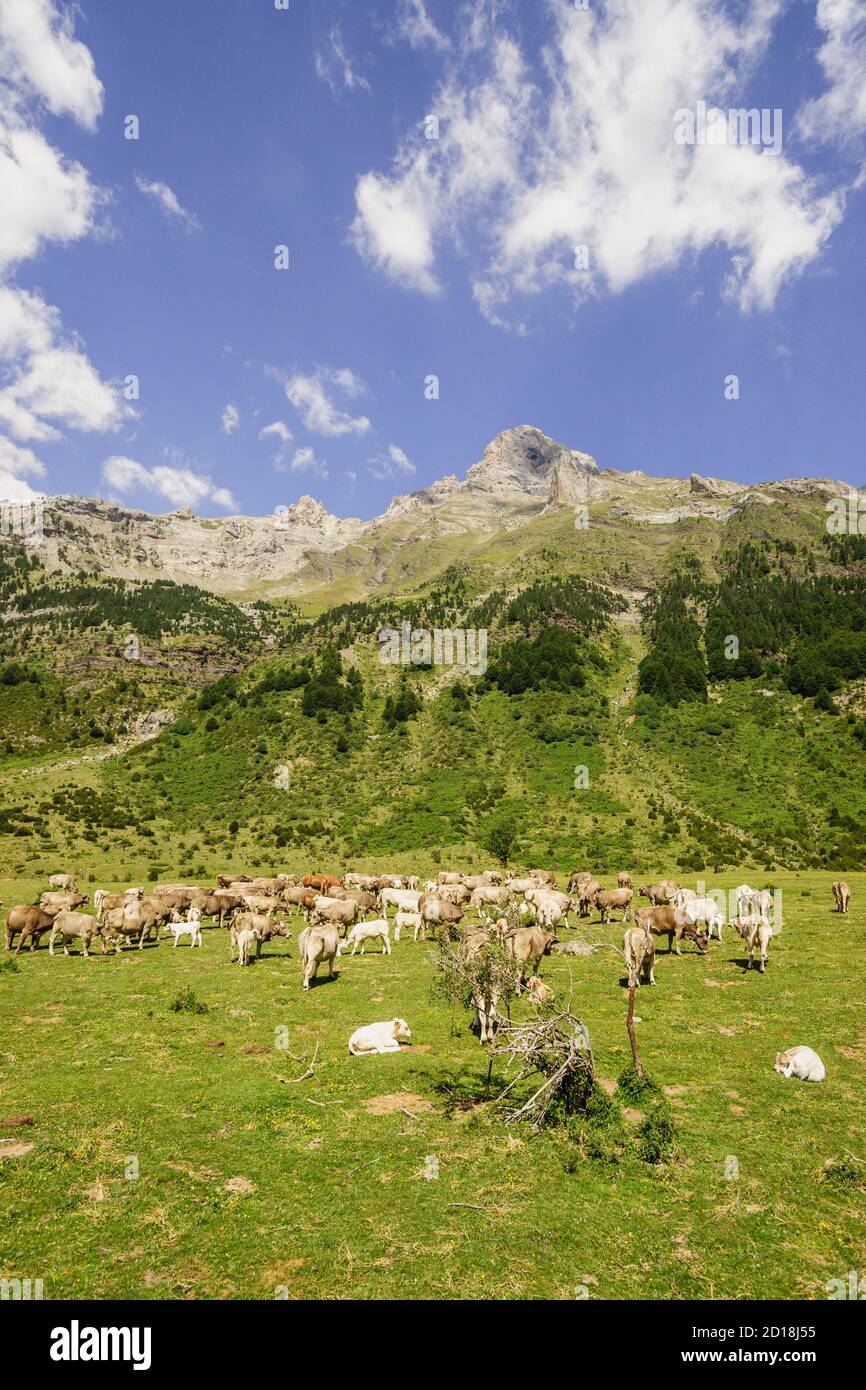 Rebaño de vacas, Camino de los Llanos de la Larri, Pirineo Aragones, Huesca, Spain. Stock Photo