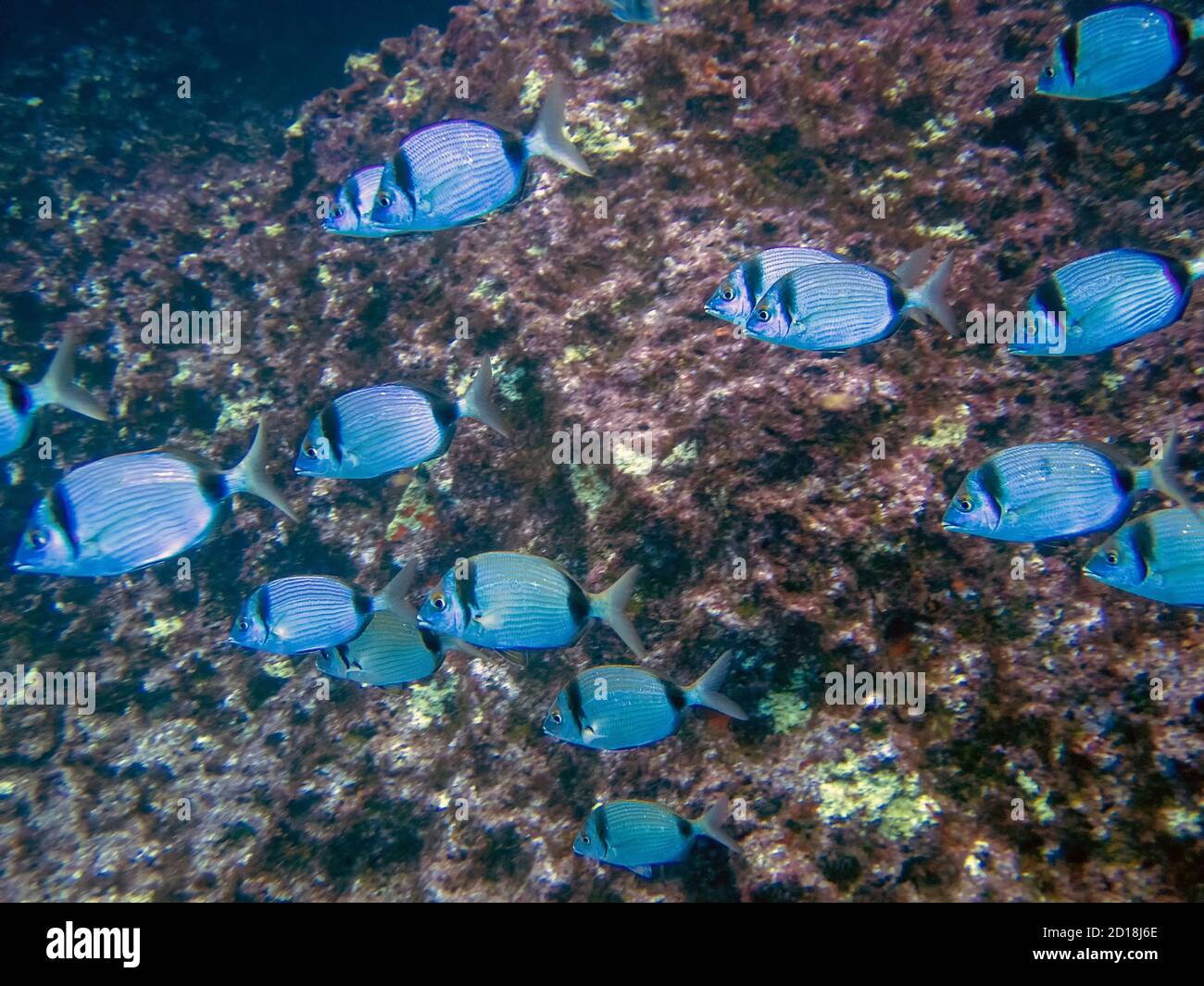 A school of Double Banded Bream (Diplodus vulgaris) in the Mediterranean Sea Stock Photo
