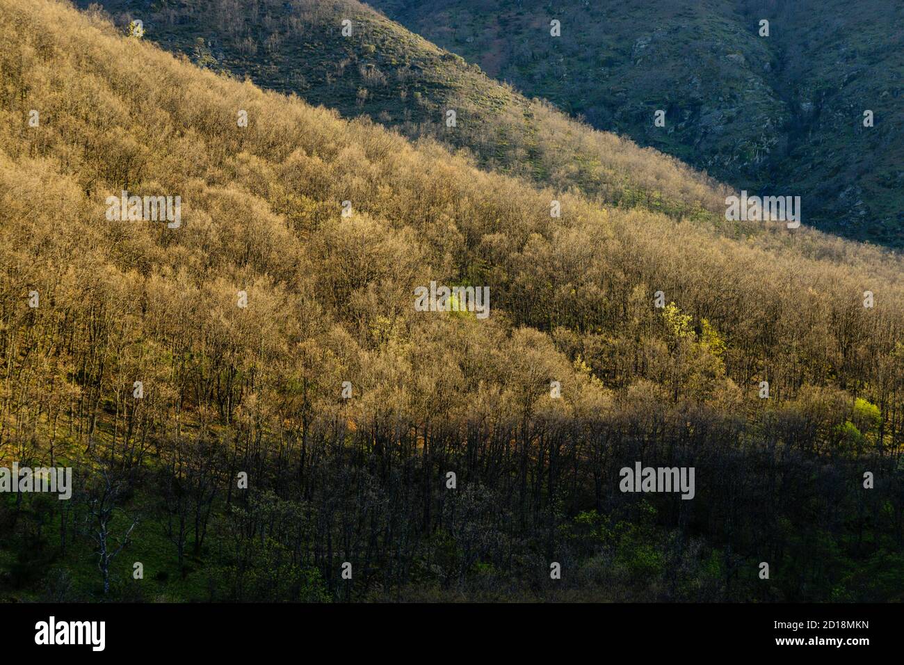 bosque caducifolio, reserva natural Garganta de los Infiernos, sierra de Tormantos, valle del Jerte, Cáceres, Extremadura, Spain, europa Stock Photo