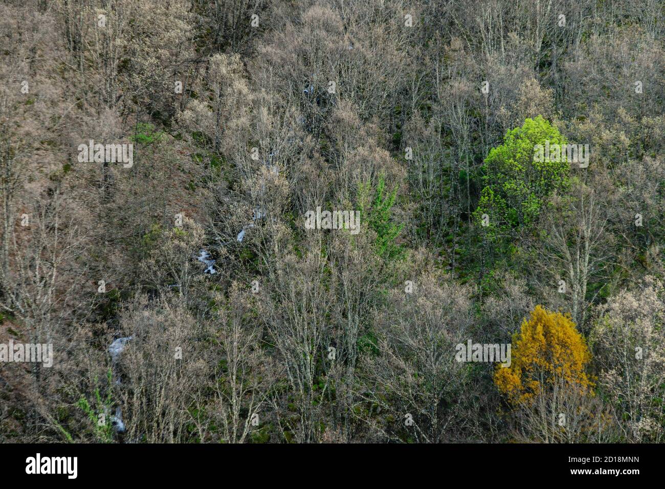 bosque caducifolio, reserva natural Garganta de los Infiernos, sierra de Tormantos, valle del Jerte, Cáceres, Extremadura, Spain, europa Stock Photo
