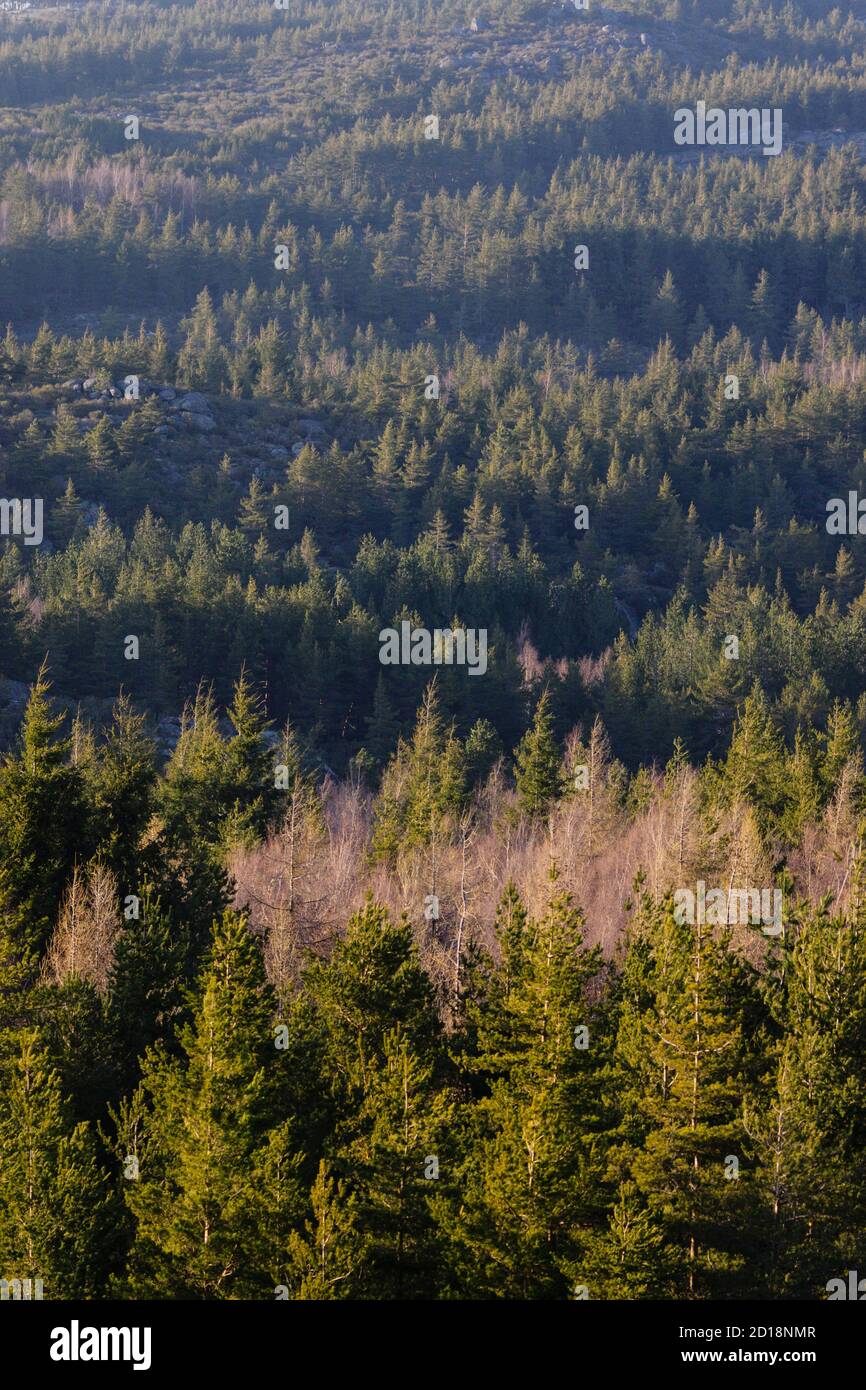 bosque de coniferas, Abeto de Douglas o pino de oregón, Pseudotsuga menziensii , Serra Da Estrela, Beira Alta, Portugal, europa Stock Photo