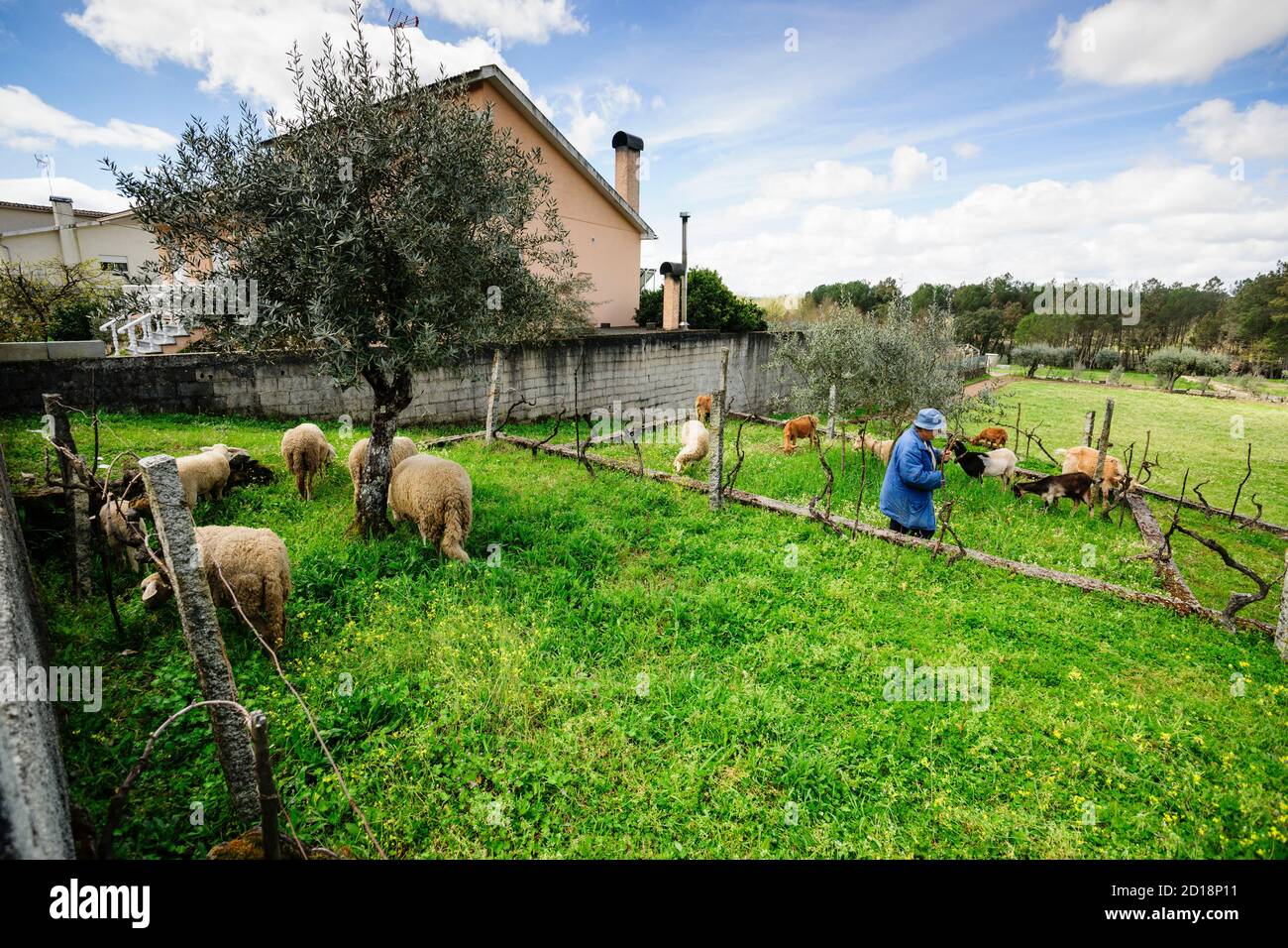 rebaño de ovejas,Cunha Baixa, Beira Baixa, Portugal, europa Stock Photo