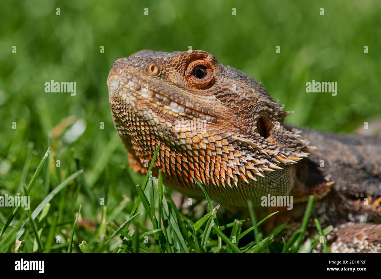 portrait of a male bearded dragon in the sunshine on a meadow Stock Photo