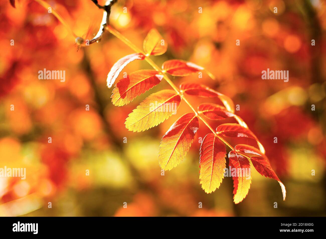 Autumn leaves on the sun and blurred trees . Fall background Stock ...