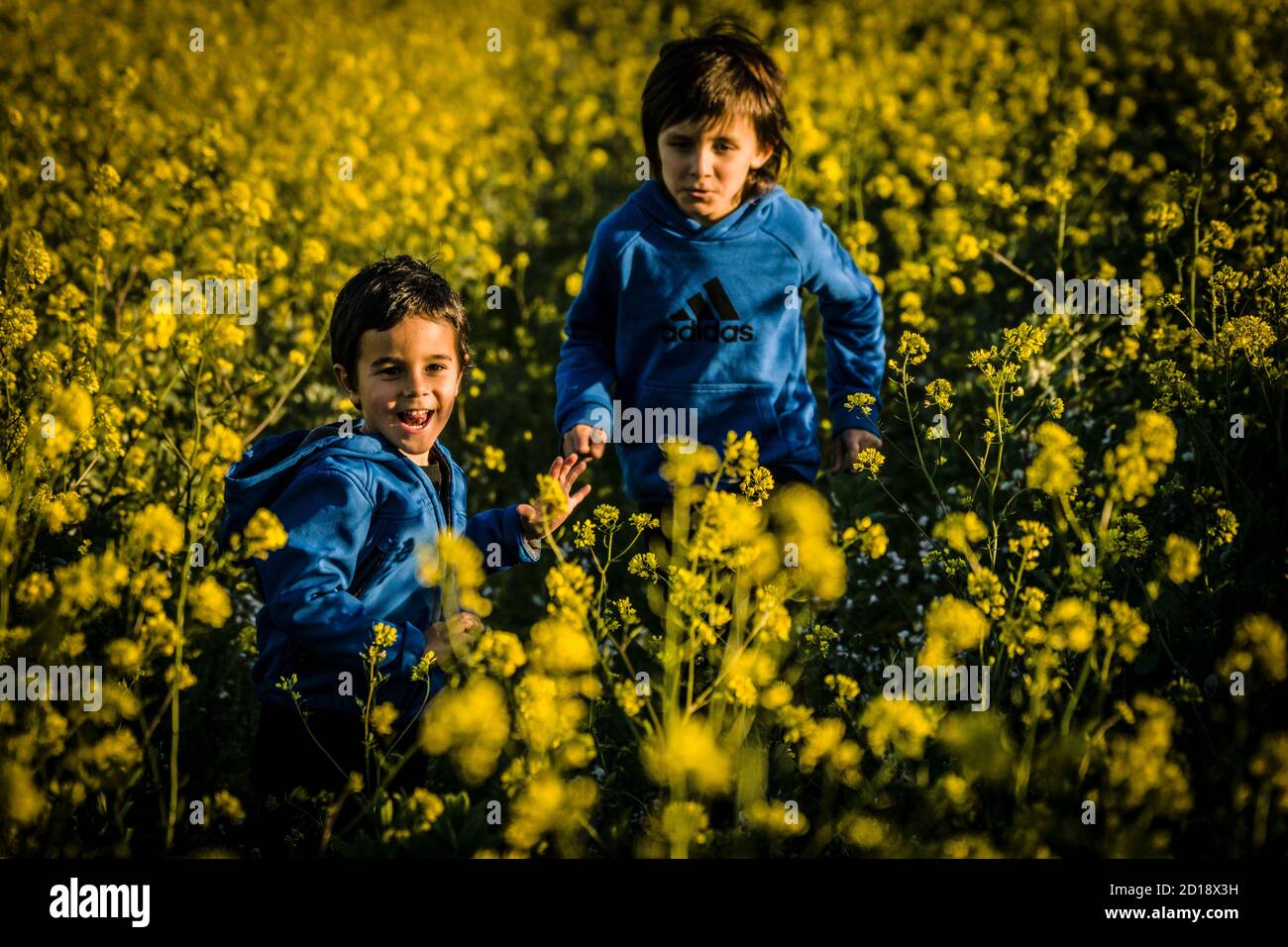 niños corriendo entre flores amarillas. Ses Salines, Mallorca Stock Photo