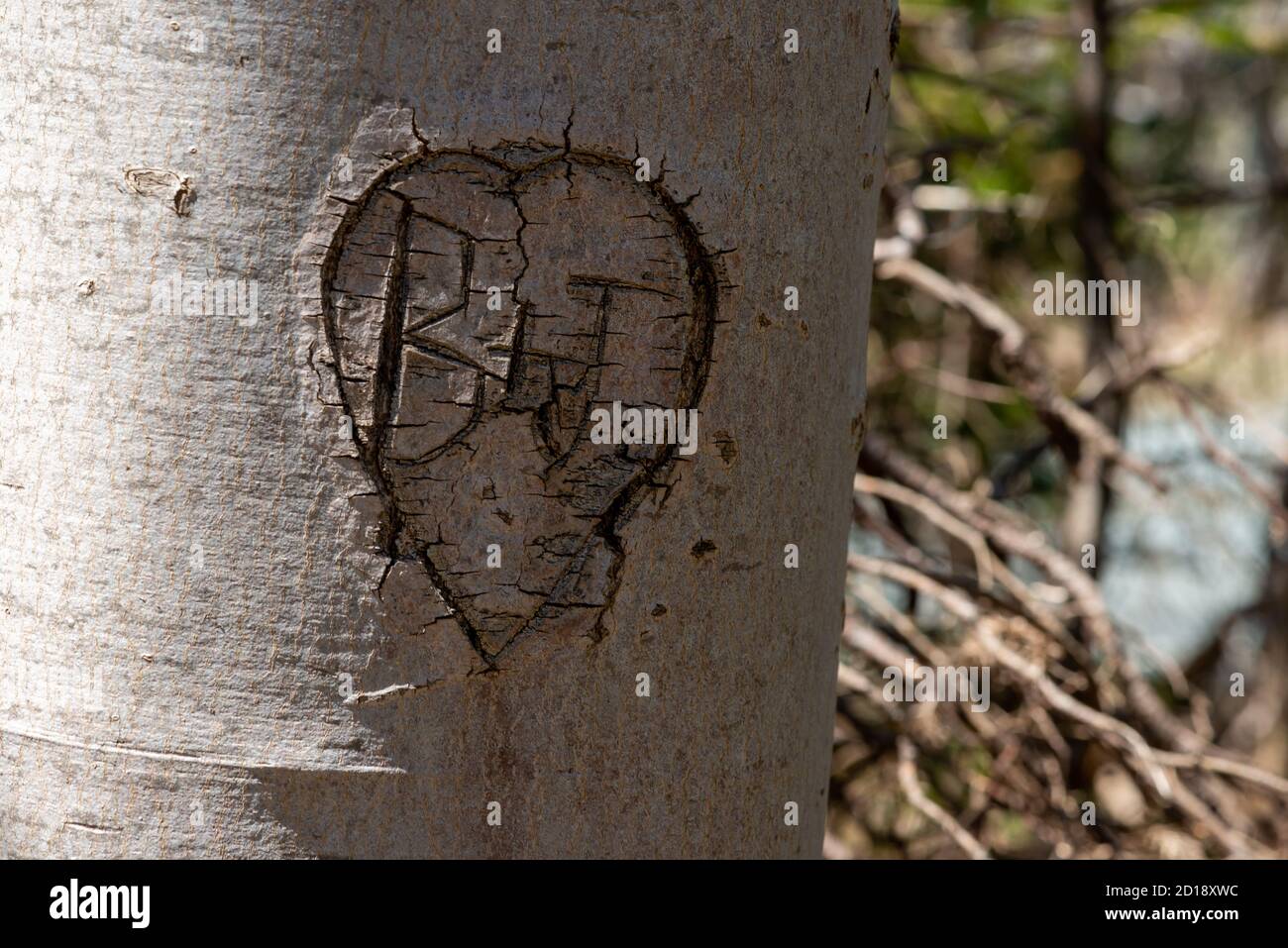 The letters B & J carved in a birch tree trunk. The letters have a heart shape or sign around the letters. Stock Photo
