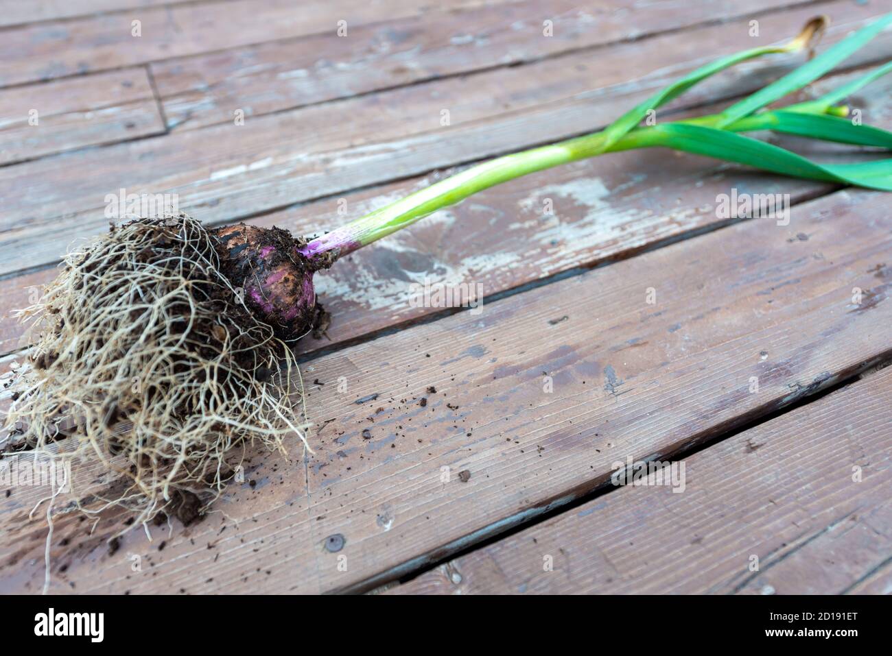 A mature organic garlic plant with the bulb covered in dark rich soil harvested. The vegetable has small white roots growing from the bulb. Stock Photo