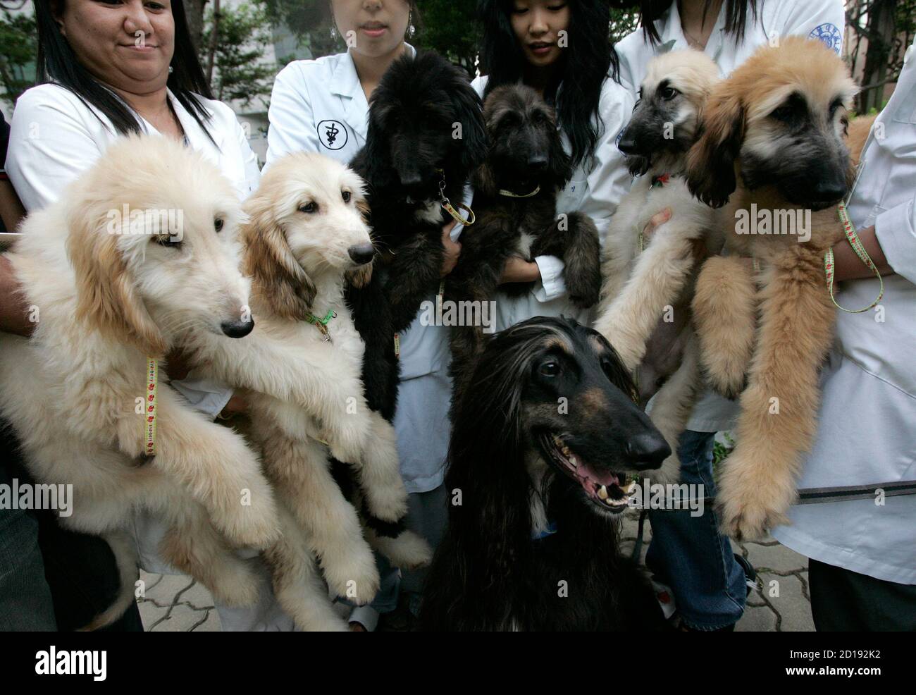 The world's first cloned dog Snuppy (C, bottom) and its puppies are