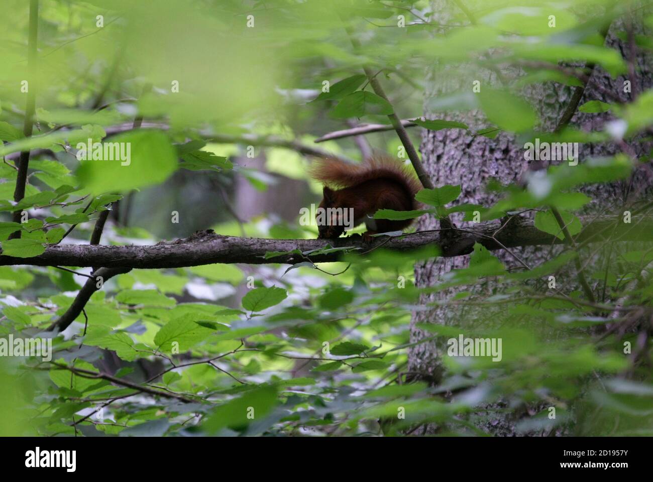 A squirrel is seen in Europe's last ancient forest, the Bialowieza Primeval Forest July 23, 2009. The 150,000-hectare (380,000-acre) forest, home to Europe's largest herd of bison, faces an uncertain future because A squirrel is seen in Europe's last ancient forest, the Bialowieza Primeval Forest July 23, 2009. The 150,000-hectare (380,000-acre) forest, home to Europe's largest herd of bison, faces an uncertain future because
