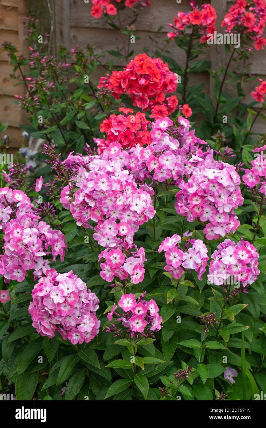Phlox paniculata, a fragrant summer blooming perennial in bloom in the garden Stock Photo