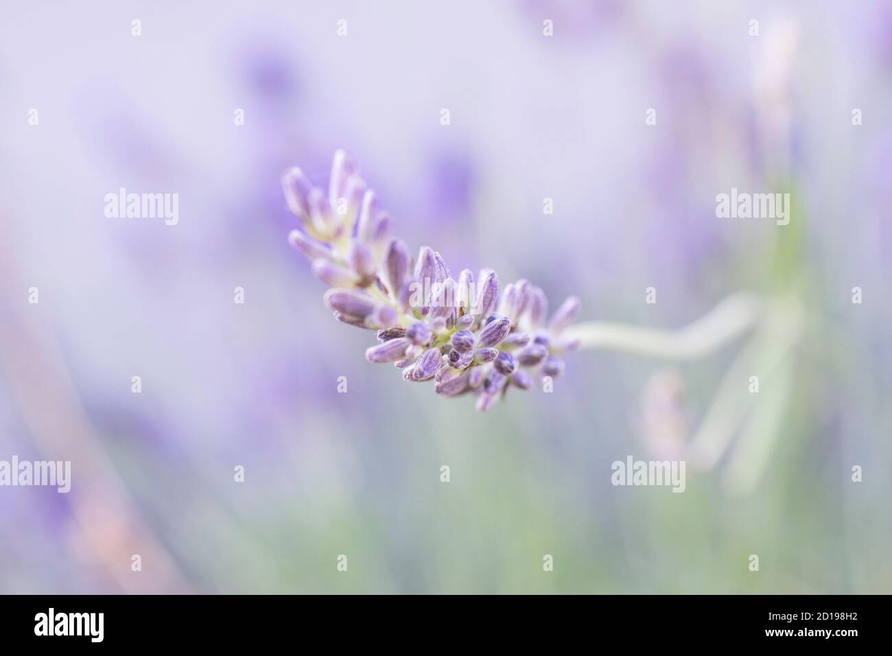 Lavender spike Stock Photo