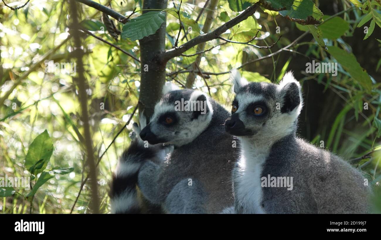 Family of lemurs catta in the forest watching the predators Stock Photo
