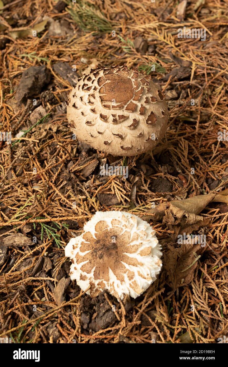 Echinoderma asperum (freckled dapperling) fungi on woodland floor covered in pine needles Stock Photo