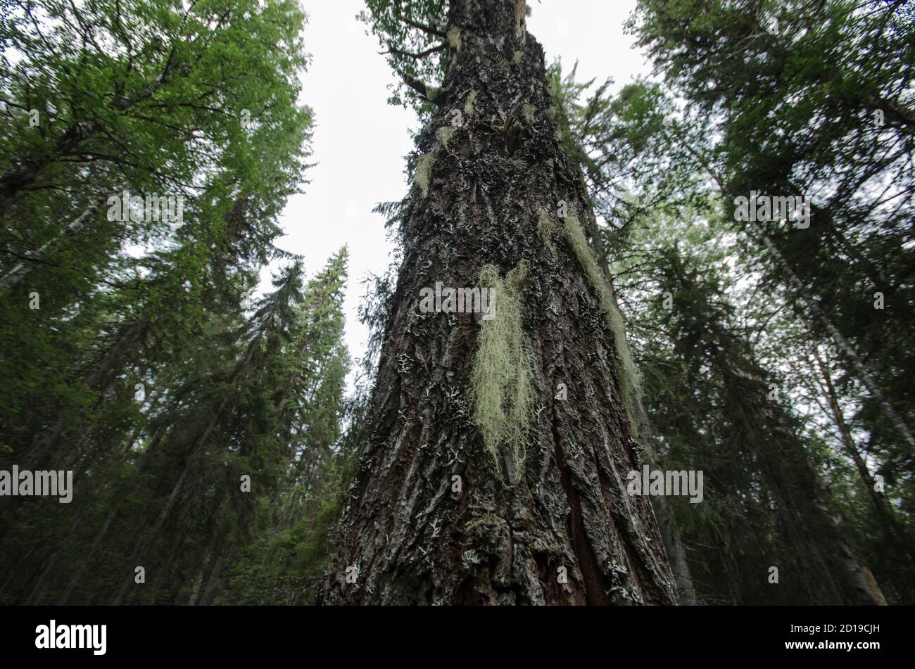 Lichen dormant bearded on a pine trunk Stock Photo