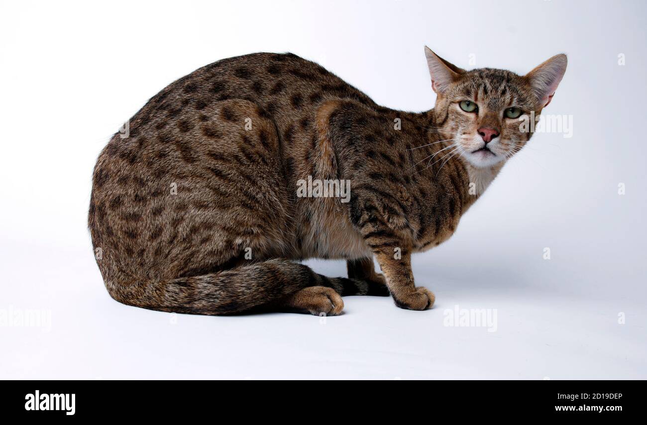 A 25 Pounds 11 Kg Ashera Is Photographed In Oceanside California December 4 07 The Ashera Is A Mix Between An African Serval An Asian Leopard And A Domestic Cat That Can